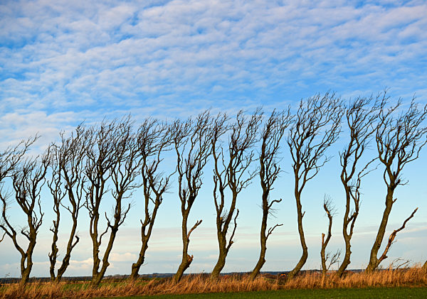Windflüchter in Dänemark