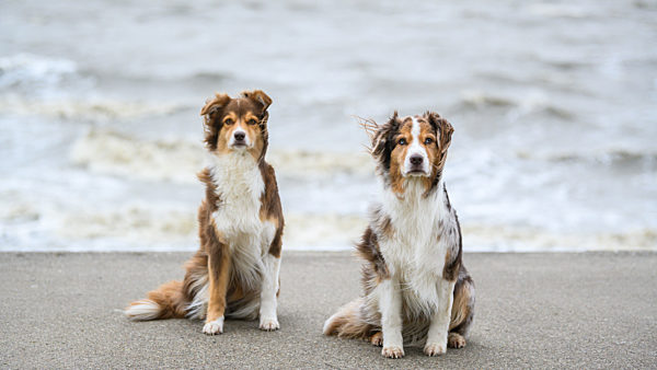 Sturmtief „Sabine“ - Nordseeküste Wilhelmshaven