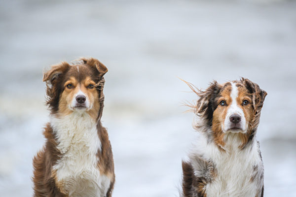 Sturmtief „Sabine“ - Nordseeküste Wilhelmshaven