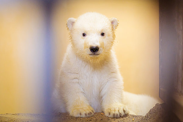 Eisbären-Nachwuchs im Zoo am Meer