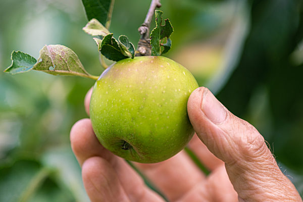 Alte Obstsorten bieten große genetische Vielfalt
