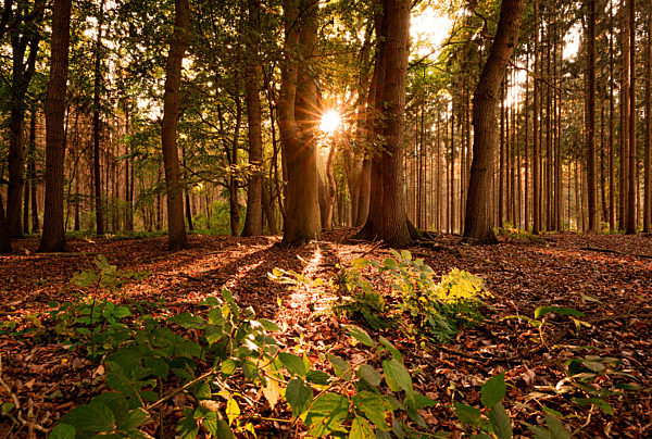 Herbststimmung im Wald