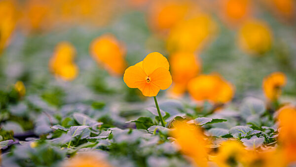 Gärtner zuversichtlich für 2022