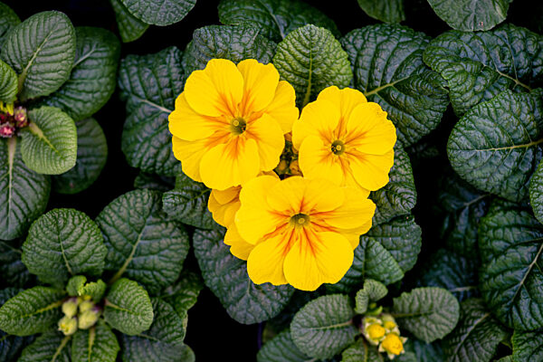 Gardeners confident for 2022