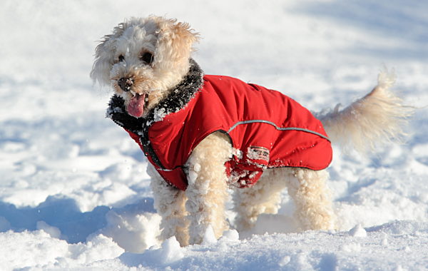 Winterspaß für Hunde