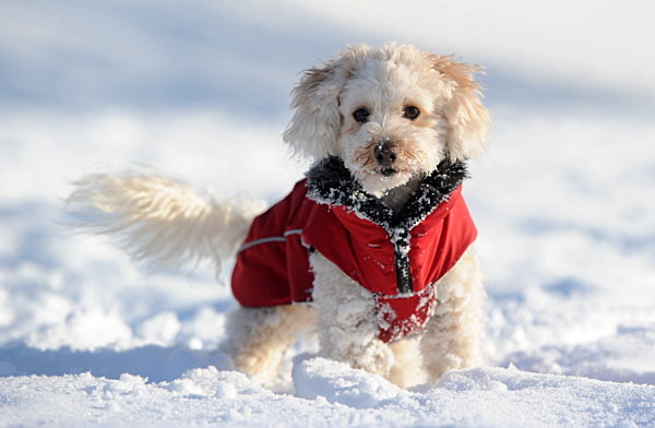 Winterspaß für Hunde