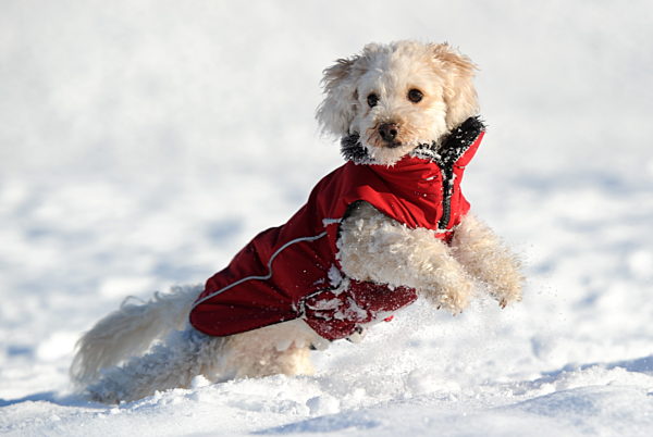 Winterspaß für Hunde