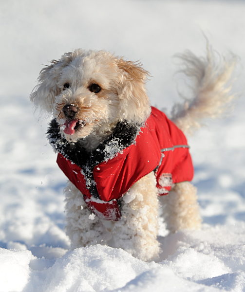 Winterspaß für Hunde