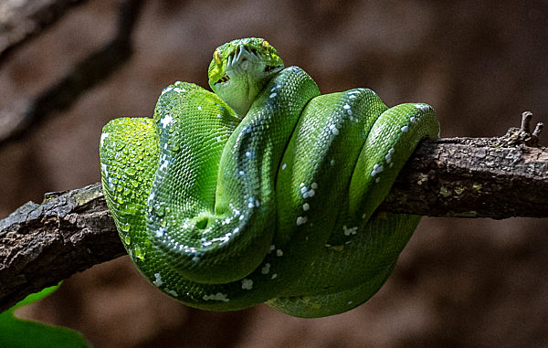 Tierpark eröffnet saniertes Alfred-Brehm-Haus