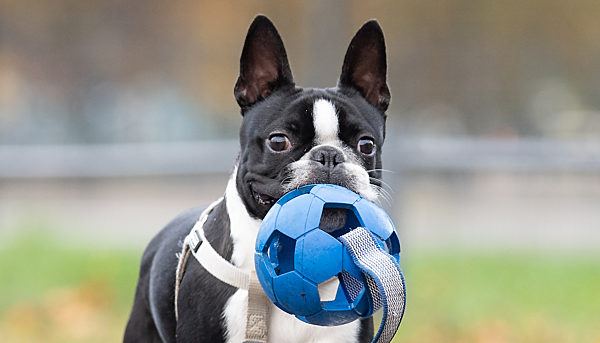 Die Freuden eines Vierbeiners