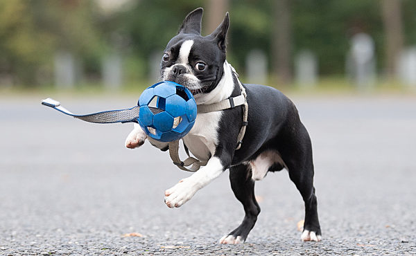 Die Freuden eines Vierbeiners
