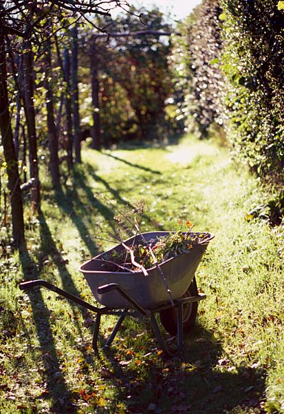 Wheelbarrow in sunlight in garden
