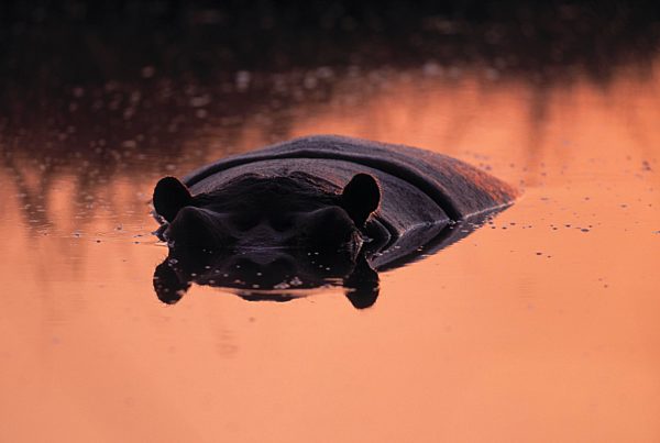 HIPPO in water