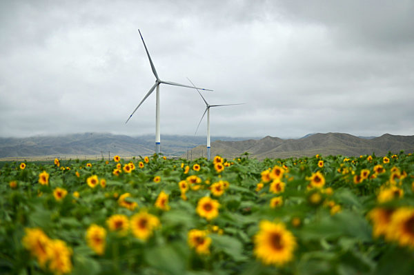 CHINA-GANSU-BAIYIN-SUNFLOWER (CN)