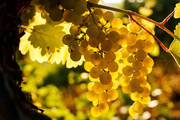 Vineyard in Zakarpattia Region at dawn