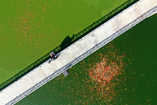 CHINA-HENAN-NANYANG-KOI FISH-BREEDING (CN)