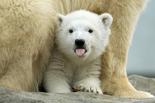 AUSTRIA-VIENNA-POLAR BEAR DAY-CUB