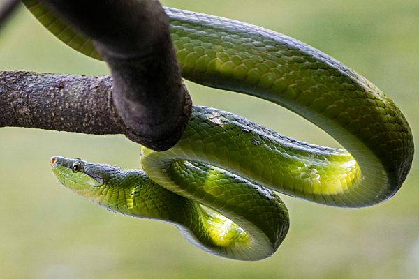 SINGAPORE WILD ANIMALS