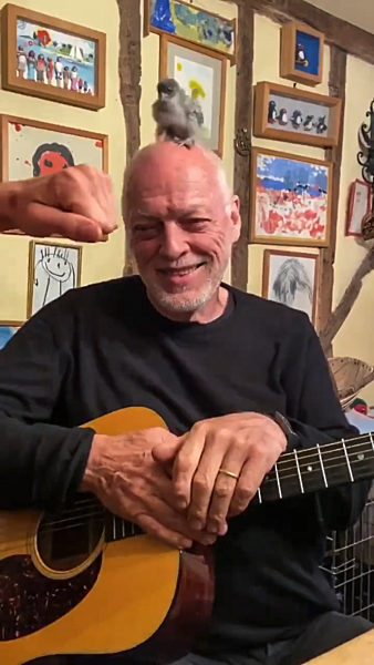 David Gilmour from isolation