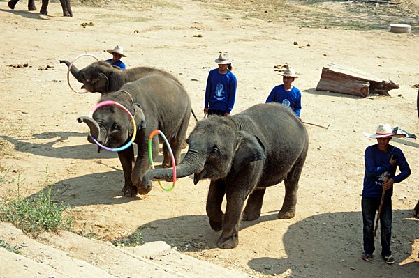 Elephants playing hula hoop, Mae Ping E..........
