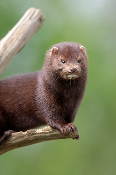 American mink, Mustela vison, sussex, sp..........
