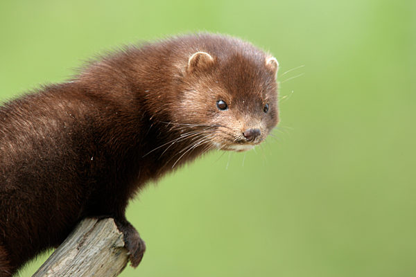 American mink, Mustela vison, sussex, sp..........