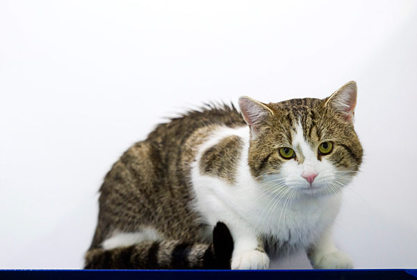 Larry the Downing Street Cat