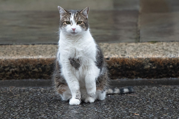 Larry The Cat 10th Anniversary - Monday 15 February  -  Downing Street, London