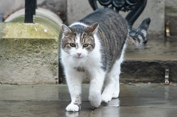 Larry The Cat 10th Anniversary - Monday 15 February  -  Downing Street, London