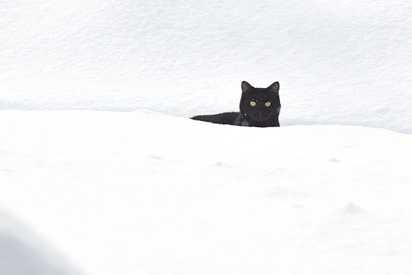 Kyiv Region in winter