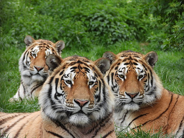 ZSL London Zoo, London, UK. ZSL London Zoo re-opens following the easing of Covid-19 restrictions on April 12th, 2021.