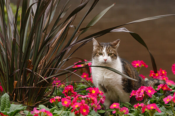 Larry, brown and white tabby cat and Chief Mouser to the Cabinet Office in Downing Street, London, UK