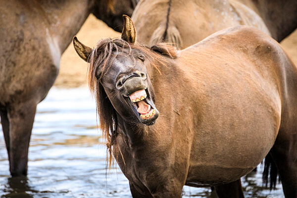 Herd of ancient DÃ_lmen ponies cool down in the hot summer weather, Westfalia, Germany
