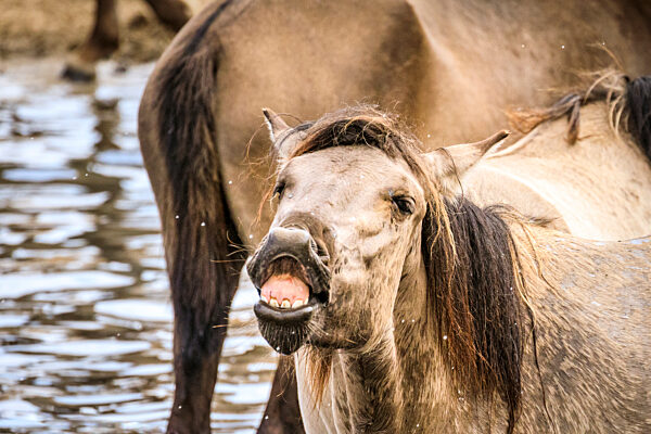 Herd of ancient DÃ_lmen ponies cool down in the hot summer weather, Westfalia, Germany