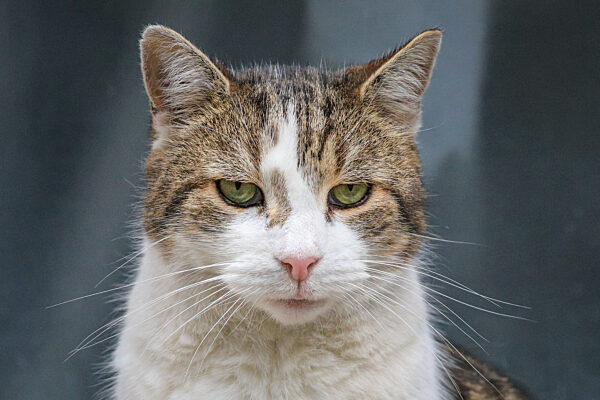 Larry the Cat gets his Moment on the Red Carpet in Downing Street, London, UK