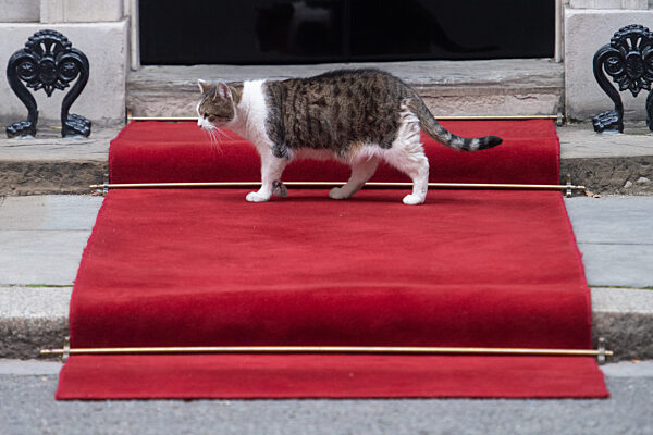 Larry The Cat - Sunday 18 September - Downing Street, London