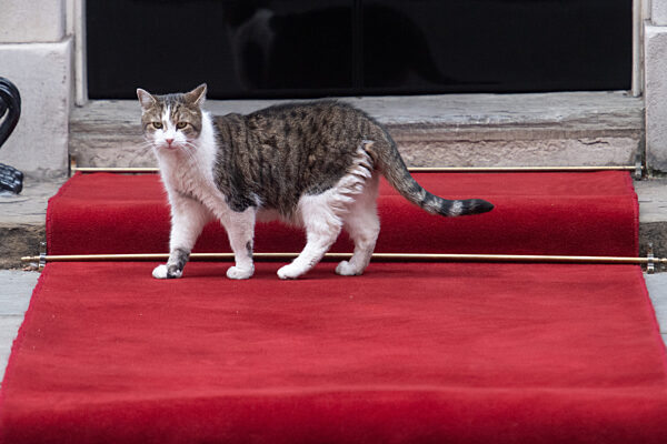 Larry The Cat - Sunday 18 September - Downing Street, London