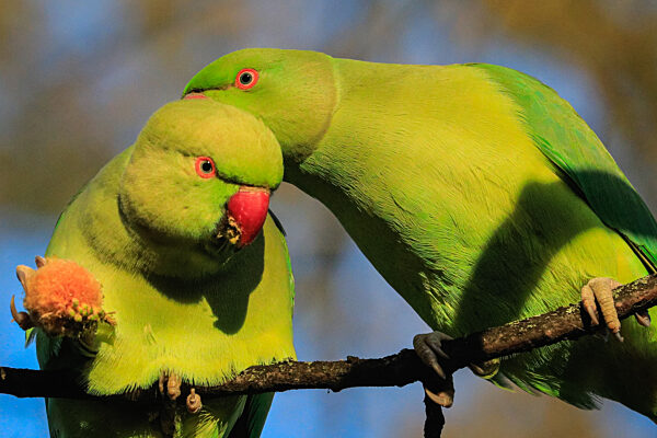 Parakeet love birds in the sunshine, St James' Park, London, UK