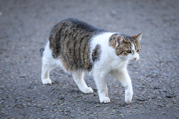 Downing Street Cabinet Meeting, London, UK