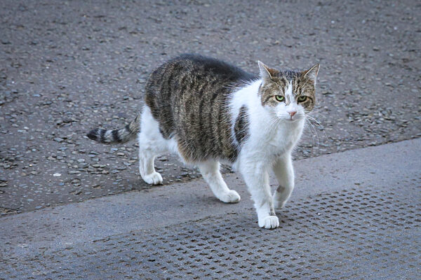 Downing Street Cabinet Meeting, London, UK