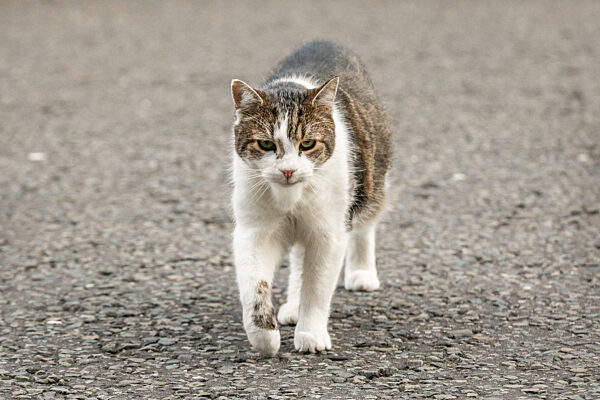 Cabinet Meeting in Downing Street, London, UK