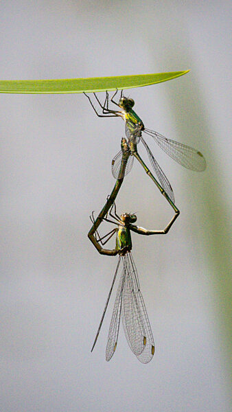 Dragon and damselflies mating in the summer sunshine, DÃ_lmen, Germany