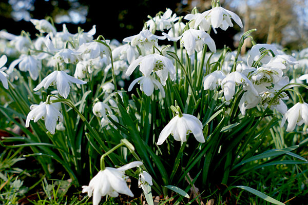 Snowdrop Festival St Lawrence's Church
