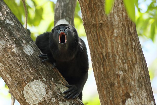 Howler monkeys with deeper roars have smaller testes