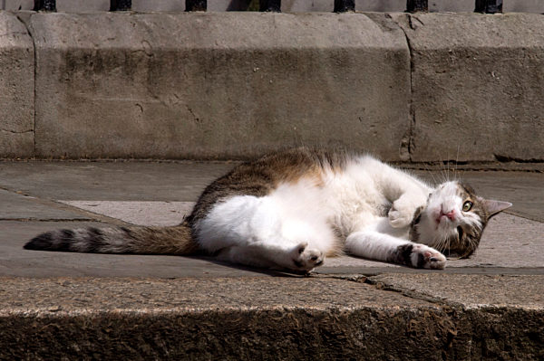 Larry the Cat takes it easy in Downing Street