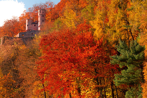 Deutschland, Odenwald: Mittelalterliche Burgruine Schadeck im herbstlichen Neckarsteinacher Wald
