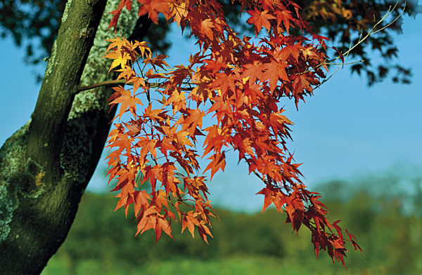Germany, Nature Park Odenwald: Autumn leaves of maple tree