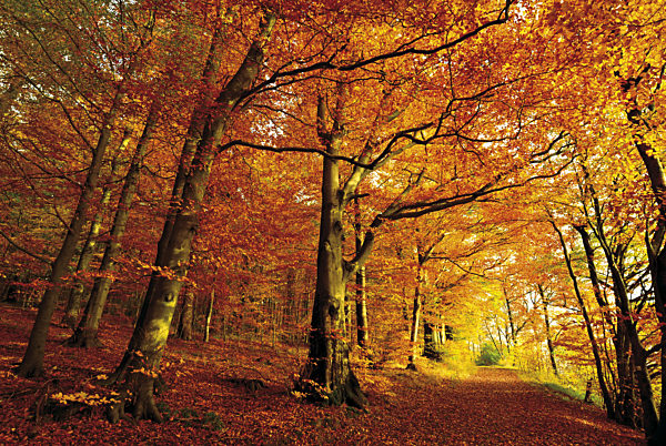 Germany, Nature Park Odenwald: Golden October with autumn forest at Katzenbuckel mountain