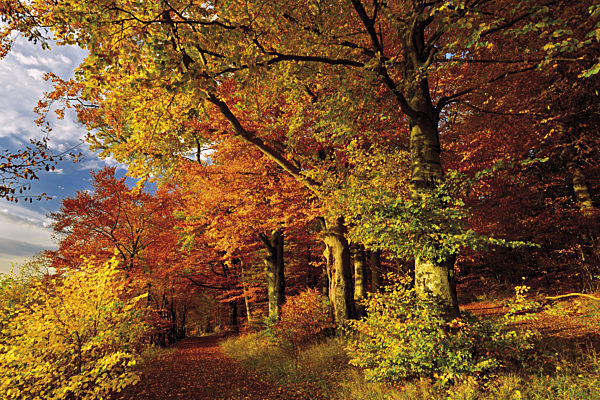 Germany, Nature Park Odenwald: Golden October with autumn forest at Katzenbuckel mountain