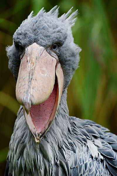 Bird "Schuhschnabel"